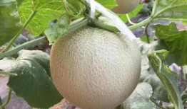 山东近期吃瓜新闻事件,近期热点事件盘点