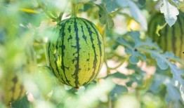 最美吃的瓜,最美吃的瓜，舌尖上的诱惑之旅