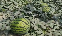 寿光圣都老师吃瓜,揭秘背后真相与网络舆论风暴