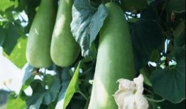 蒲瓜干咋吃,探索传统美食的味蕾之旅