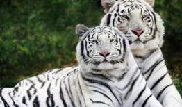 生龙活虎吃瓜真香,揭秘网络热词背后的生活态度