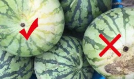 面头瓜怎么吃,解锁美味新体验