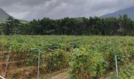 上安村吃瓜,瓜香四溢，共享田园生活乐趣