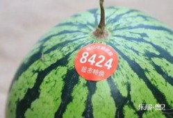 吃瓜太多跑厕所