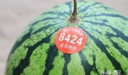 吃瓜太多跑厕所