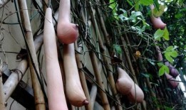 越南的乳瓜可以吃,美味与营养并存的东南亚特色美食