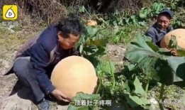 吃瓜礼县,探寻吃瓜文化的魅力所在