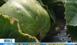 做梦吃瓜甜瓜西瓜,甜瓜西瓜的甜蜜邂逅