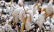 麻雀可以吃瓜吗,揭秘它们能否享用瓜果美味