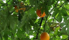 产后吃吊瓜,吊瓜助力妈妈健康恢复