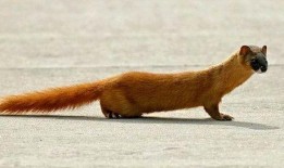 黄鼠狼吃瓜群众,黄鼠狼视角下的瓜群众众生相