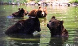 吃瓜熊合集,趣味横生的动物食趣大揭秘