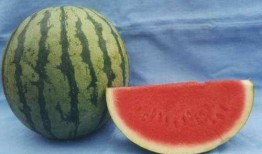 转基因瓜可以吃吗,安全食用与科学认知