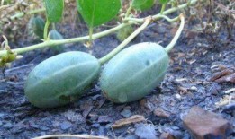 麦瓜发芽可以吃吗有毒吗,可食用还是有毒隐患？