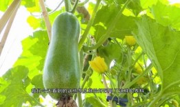 铭亮min吃瓜,揭秘娱乐圈幕后故事