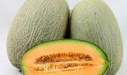 吃哈密瓜背景,品味西域甜蜜诱惑