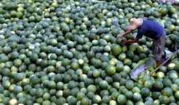 三毛吃瓜,一场与甜蜜瓜果的邂逅