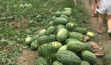 广西健行吃瓜,吃瓜群众的快乐之旅