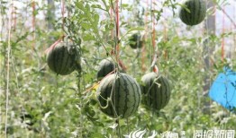 瓜妈吃瓜视频,揭秘娱乐圈幕后真相