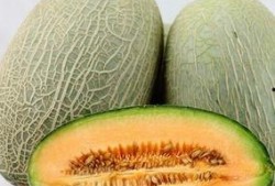 吃哈密瓜背景,品味西域甜蜜诱惑