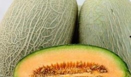 吃哈密瓜背景,品味西域甜蜜诱惑