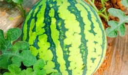 吃西瓜皮瓜群众,解锁西瓜皮的多样美味