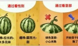 盛夏吃瓜风,盛夏吃瓜风潮全解析
