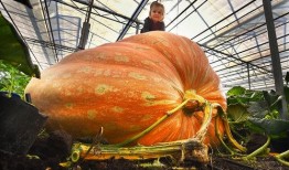 西汉人吃的瓜,探寻古代瓜类美食文化