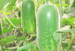 刘大瓜吃石螺,趣味横生美食体验