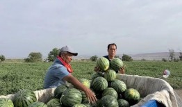 庆安吃瓜,揭秘背后真相与网络舆论的狂欢