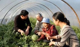 吃瓜奶奶安,揭秘网络红人的魅力与影响力