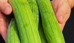 瓜怎么吃丝瓜,从瓜到菜的华丽转身