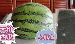 麻雀可以吃瓜吗,揭秘它们能否享用瓜果美味