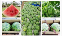 免费吃瓜活动介绍,畅享夏日清凉好礼！