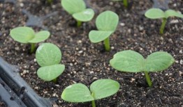 麦瓜发芽可以吃吗有毒吗,可食用还是有毒隐患？