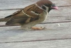 麻雀可以吃瓜吗,揭秘它们能否享用瓜果美味