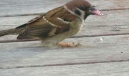 麻雀可以吃瓜吗,揭秘它们能否享用瓜果美味