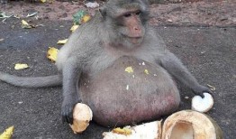 印度猴子吃瓜照,夏日街头一景引网友热议