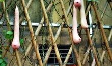 越南的乳瓜可以吃,美味与营养并存的东南亚特色美食