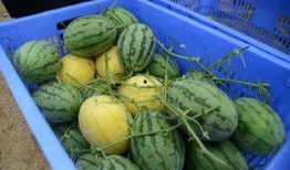 桐乡吃瓜聊天群,邻里间的欢乐时光