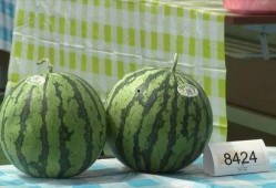 吃瓜浙江,探寻浙江美食文化的独特魅力