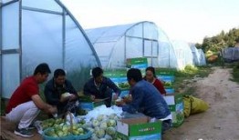 房县吃瓜群众,揭秘当地独特饮食文化