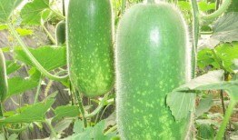 吃瓜吃够了,告别喧嚣，回归生活本质