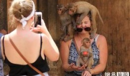 印度猴子吃瓜照,夏日街头一景引网友热议