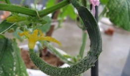 黃瓜花可以吃,美味与营养的双重享受