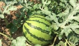 在70年代当群吃瓜群众,群吃瓜群众的激情岁月