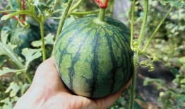 北流吃瓜王,揭秘瓜界风云人物