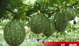 减肥吊瓜怎么吃