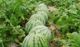 梦见结了好多蓝瓜吃,蓝瓜盛宴的奇幻之旅