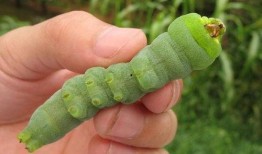 青虫吃瓜胎,自然界的奇妙生命循环